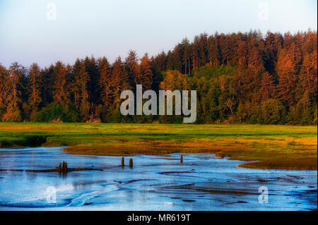 La luce dal sole nascente, ora d'oro, proietta un bagliore dorato sulla foresta e marsh terre vicine Warrenton, Oregon sulla costa dell'Oregon. Foto Stock