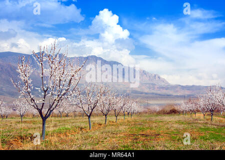 Fattoria di albicocche durante la stagione sping contro Vayk mountain range, Vayots Dzor Provincia, Armenia Foto Stock