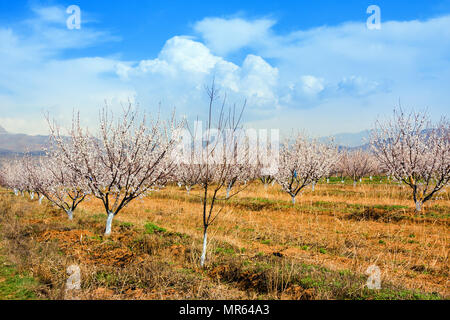 Fattoria di albicocche durante la stagione sping contro Vayk mountain range, Vayots Dzor Provincia, Armenia Foto Stock