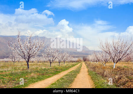 Fattoria di albicocche durante la stagione sping contro Vayk mountain range, Vayots Dzor Provincia, Armenia Foto Stock