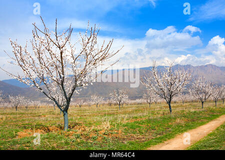 Fattoria di albicocche durante la stagione sping contro Vayk mountain range, Vayots Dzor Provincia, Armenia Foto Stock