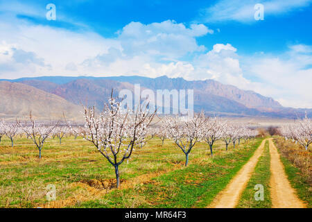 Fattoria di albicocche durante la stagione sping contro Vayk mountain range, Vayots Dzor Provincia, Armenia Foto Stock