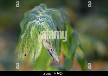 Salomone sigillo, Polygonatum hybridum Foto Stock