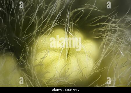 Stame di Willow, Salix phylicifolia, una immagine al microscopio Foto Stock