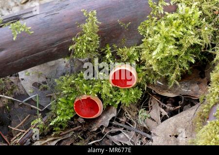 Scarlet elfcup, Sarcoscypha austriaca di funghi selvatici dalla Finlandia Foto Stock