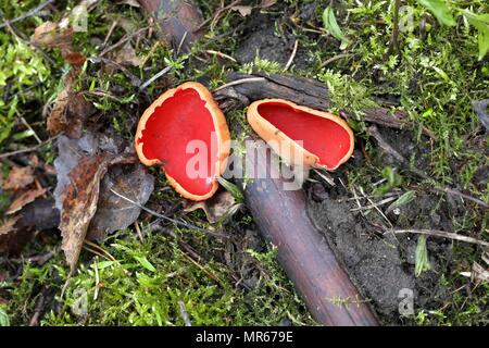 Scarlet elfcup, Sarcoscypha austriaca di funghi selvatici dalla Finlandia Foto Stock