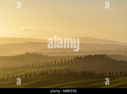 Tramonto sul paesaggio collinare con pine avenue, dietro a Siena, Asciano, Toscana, Italia Foto Stock