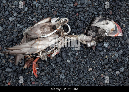 Dead Puffin (Fratercula arctica) giace su nero le pietre laviche, Nord Islanda Islanda Foto Stock