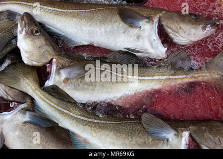 Il pesce appena pescato, merluzzo bianco (Gadus morhua), porto di pescatori di Husavik, Nord Islanda Islanda Foto Stock