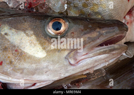 Il pesce appena pescato, testa, merluzzo bianco (Gadus morhua), porto di pescatori di Husavik, Nord Islanda Islanda Foto Stock