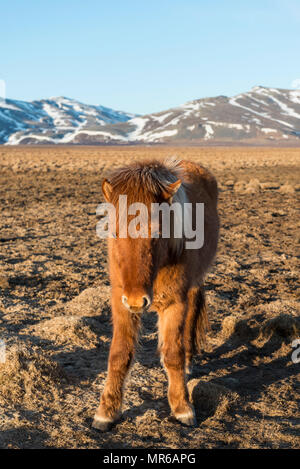 Cavallo islandese (Equus przewalskii f. caballus), puledro di fronte montagne coperte di neve, Sud dell'Islanda, Islanda Foto Stock