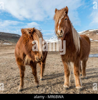 Cavalli islandesi (Equus przewalskii f. caballus), marrone, in piedi nel paesaggio arido Sud dell'Islanda, Islanda Foto Stock