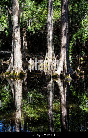 Cypress Swamp alberi riflettenti in acqua, Magnolia piantagione e giardini, Carolina del Sud, mangrovia degli Stati Uniti Foto Stock