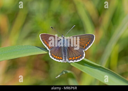Femmina marrone (Argus Aricia agestis) Foto Stock
