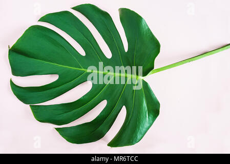 Foglio di Monstera Foto Stock