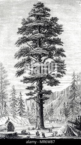 Incisione raffigurante un Sequoiadendron giganteum, noto anche come sequoia gigante, Sierra redwood, Sierran redwood, Wellingtonia o semplicemente grande albero. Datata del XIX secolo Foto Stock