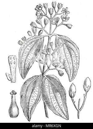 Incisione raffigurante una parte di un vero e proprio albero di cannella, un piccolo albero sempreverde appartenente alla famiglia Lauraceae, nativo di Sri Lanka. Tra le altre specie, la sua corteccia interna è utilizzato per rendere la cannella. Datata del XIX secolo Foto Stock