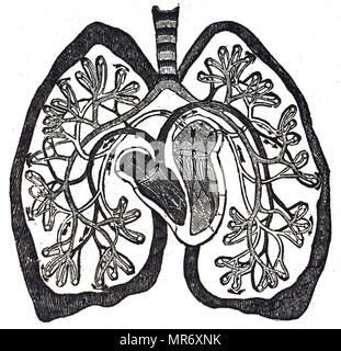 Schema di circolazione del sangue come inteso dopo William Harvey di lavoro, mostrando la minore circolazione (circolazione polmonare). Datata del XIX secolo Foto Stock