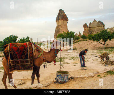 GOREME; Turchia, su 08/05/2010 - camel nella Valle di Goreme Foto Stock