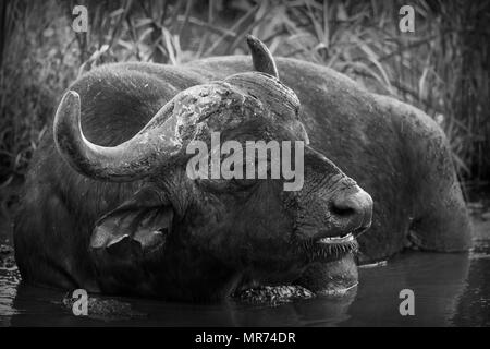 African Cape Buffalo ruminating in una nuotata nell'ombra Foto Stock