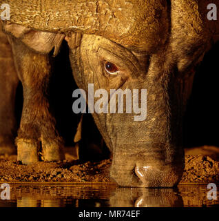 Close-up verticale di un Africano Cape Buffalo bere in corrispondenza di un foro di irrigazione di notte. Foto Stock