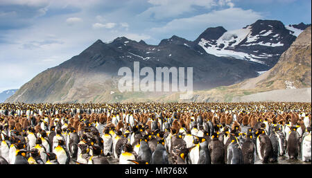 Pinguino reale colonia di allevamento in un'isola della Georgia del Sud Foto Stock