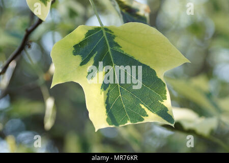 Liriodendron Tulipifera 'Aureomarginatum' Foto Stock