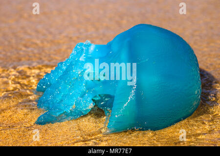 Primo piano di un blu specie di medusa Velella, spesso avvistato in Gold Coast di Queensland in Australia e il Mar Mediterraneo. Sulla spiaggia australiana. Foto Stock