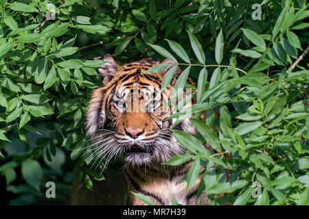 Tiger in un albero (caplivity) Foto Stock