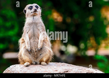 Meerkat in cattività - in guardia Foto Stock