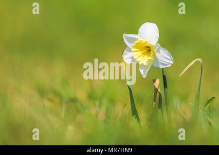 Primo piano della wild daffodil fiore o la Quaresima lily, Narcissus pseudonarcissus, che fiorisce in un prato verde durante la primavera in una giornata di sole. Foto Stock