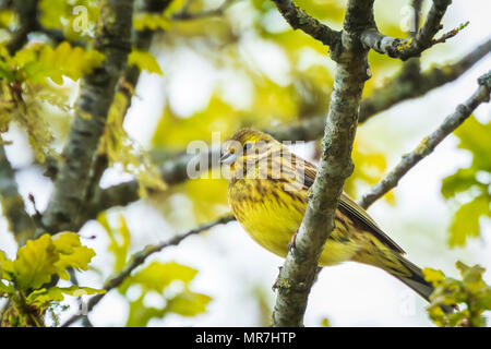 Primo piano di un uccello zigolo giallo (Emberiza citrinella) appollaiate su un ramo, cantando in una foresta verde primavera durante la stagione riproduttiva. Foto Stock