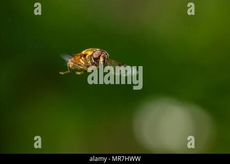 Drone fly Eristalis tenax insetto in volo su una giornata di sole durante la stagione primavera Foto Stock