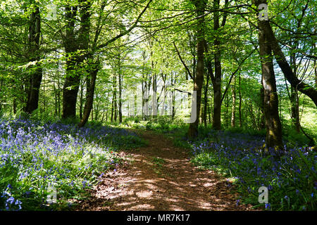 Blue Bells - percorso di foresta Foto Stock