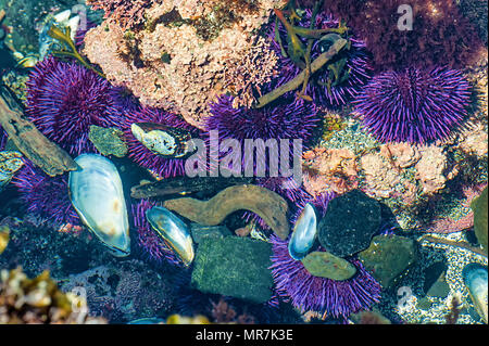 Un array di sealife in un tidepool con viola ricci di mare a Yaquina capo del Parco Statale di Newport Oregon Foto Stock