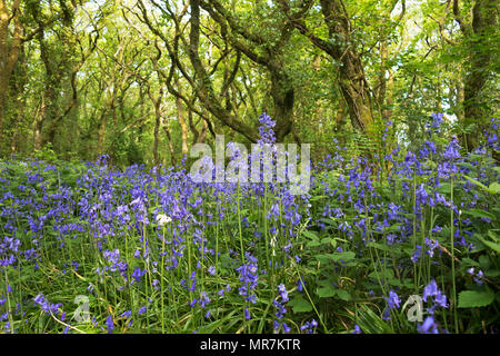 Spanish bluebells crescendo in un antico bosco di querce, unità boschi, Cornwall, Inghilterra, Regno Unito. Foto Stock