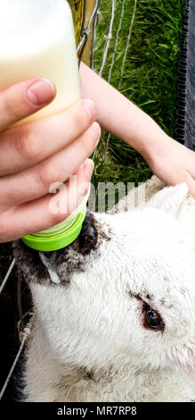 Allattamento al biberon di agnello Foto Stock