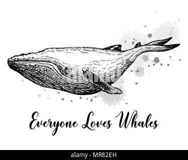 Disegnato a mano stile sketch whale isolati su sfondo bianco. Illustrazione Vettoriale. Illustrazione Vettoriale