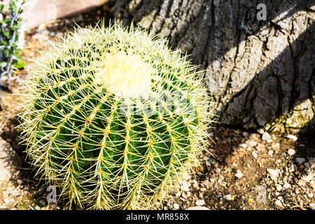 Golden barrel cactus, Echinocactus grusonii, palla dorata, la madre-in-legge il cuscino, Cactaceae, canna di cactus, Golden barrel cactus, Ferocactus, cactus, Foto Stock