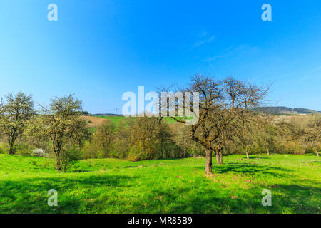 Orchard sui pendii del paesaggio di primavera in tedesco la regione Eifel vicino a Gerolstein con prati verdi contro un cielo blu con nuvole velo Foto Stock