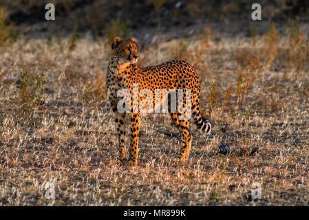 Ghepardo a montante Game Reserve Botswana Foto Stock