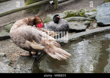 Alcune anatre in uno zoo di animali domestici in Beacon Hill Park in Victoria, B.C. Foto Stock