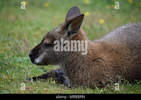 Wallaby in cattività Foto Stock