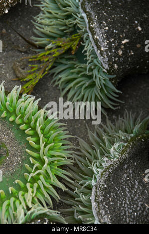 Isola di Clayoquot preservare vicino a Tofino, B.C. Canada Foto Stock