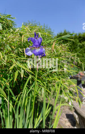 Iris blu fiore cresce attraverso un impianto di bambù in un giardino Foto Stock