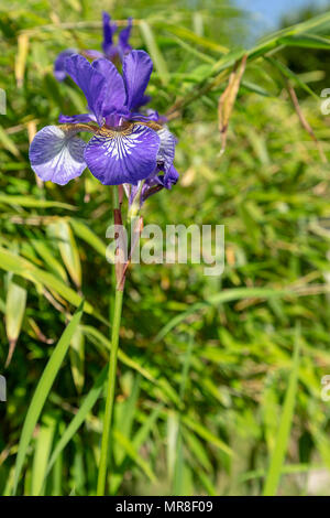 Iris blu fiore cresce attraverso un impianto di bambù in un giardino Foto Stock