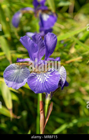 Iris blu fiore cresce attraverso un impianto di bambù in un giardino Foto Stock