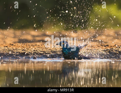 Cape Glossy Starling avente una vasca da bagno in un foro di irrigazione in Sud Africa Foto Stock