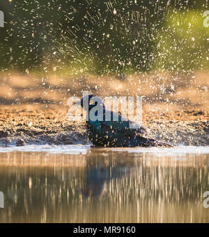 Cape Glossy Starling avente una vasca da bagno in un foro di irrigazione in Sud Africa Foto Stock