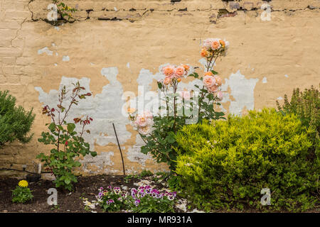 Roses contro un muro di mattoni a Richmond, Tasmania, Australia Foto Stock